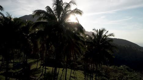 Flying-past-coconut-trees-revealing-bright-sunlight-over-volcanic-landscape