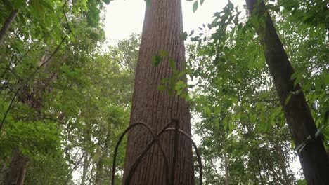 Buscando-Un-árbol-Gigante-En-El-Bosque