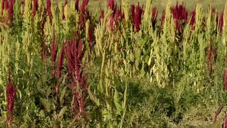 Video-clip-of-a-Quinoa-field-with-red-plants-on-a-sunny-day,-Quinoa-grows-in-the-Andes-of-South-America