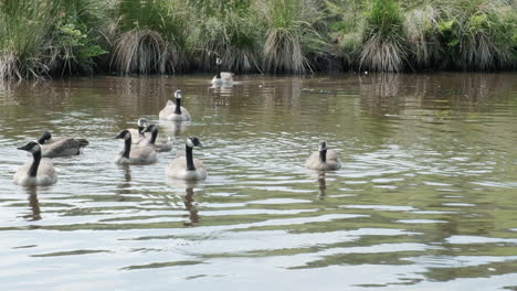 A-line-of-young-Geese-swims-past-on-a-canal