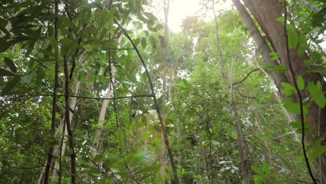 Mirando-Hacia-Las-Hojas-De-Los-árboles-Verdes-Con-La-Luz-Del-Sol-En-La-Selva-Tropical
