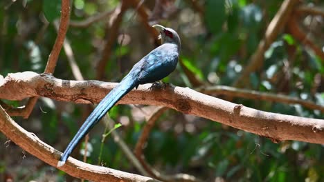 4K-Close-up-shot-of-a-wild-Green-billed-Malkoha,-Phaenicophaeus-tristis,-blue-bird-launching-off-from-tree-branch-in-thick-tropical-rainforest-in-Kaeng-Krachan-National-Park-Thailand,-Asia