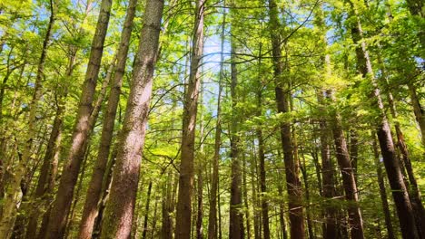Gliding-gently-through-a-tall,-beautiful-pine-forest-in-the-Appalachian-Mountains-during-a-sunny-summer’s-day