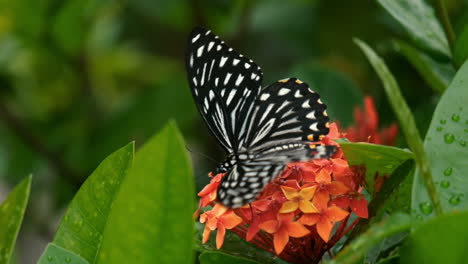 Una-Hermosa-Mariposa-Volando-Lejos-De-La-Flor-Después-De-Alimentarse