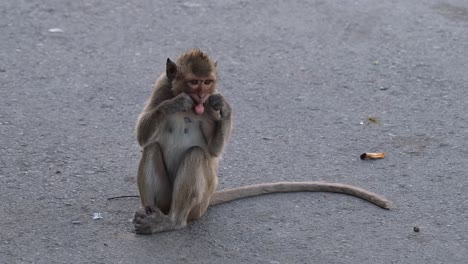 4K-footage-of-a-wickedly-smart-Long-tailed-Macaque,-Macaca-Fascicularis,-sitting-on-the-pavement-holding-a-string-against-its-mouth-as-if-using-it-as-a-dental-floss-then-walks-out-of-the-frame