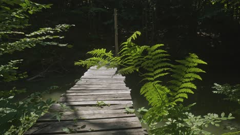 Old-wobbly-wooden-footbridge-over-stream-in-dark-forest-with-light-green-ferns-captured-by-sunlight-blown-by-wind-breeze