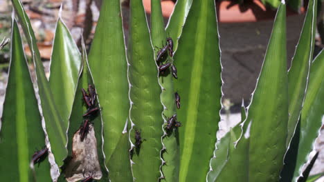Schwarze-Grillen-Aus-Florida-Bewegen-Sich-Langsam-Auf-Den-Blättern-Einer-Aloe-Vera-Pflanze