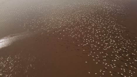 Aerial-shot-showing-flock-of-white-birds-flying-together-over-sandbank-of-amazon-river-in-sunlight