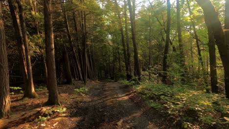Walking-pine-forest-hyper-lapse-time-lapse-in-the-Catskill-mountains-during-summer-in-new-York's-Hudson-Valley