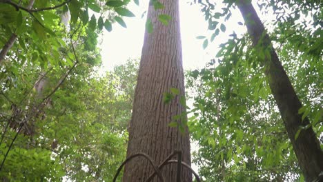 Buscando-Un-árbol-Gigante-En-El-Bosque