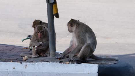 Close-up-shot-capturing-trashy-Long-tailed-Macaques,-Macaca-fascicularis