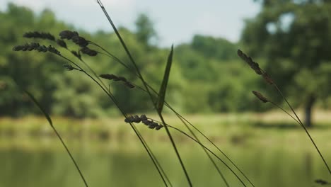 Quite-peaceful-countryside-scene-with-close-up-of-long-grasses-next-to-calm-lake