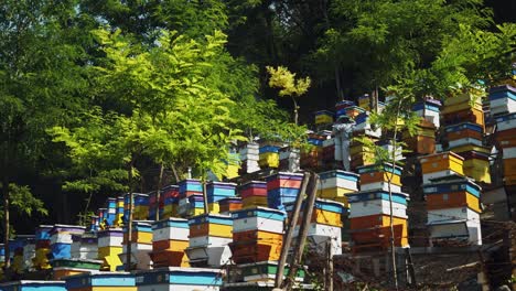 Bee-keepers-taking-honey-among-swarms-of-bees-and-multi-colourful-beehives-on-steep-sided-apiary