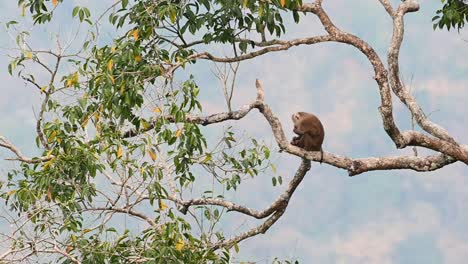 Natural-habitat-of-a-bored-arboreal-Northern-Pig-tailed-Macaque,-Macaca-leonina,-amused-in-grooming-itself-with-its-fingers-alone-on-a-tropical-tree-branch-in-Khao-Yai-National-Park-in-Thailand