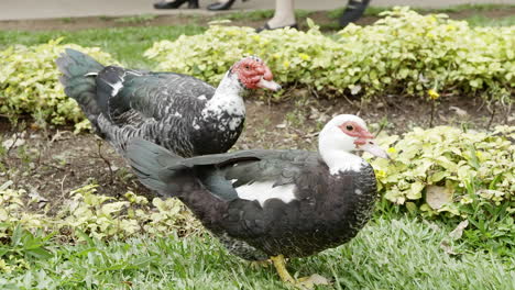 Two-black-and-white-ducks-walking-gracefully-in-slow-motion-on-the-grass-in-a-park
