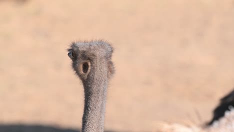 A-portrait-of-a-native-Africa-flightless-bird,-Common-Ostrich,-Struthio-Camelus,-looking-distance-and-extending-its-flexible-long-neck-up-and-down,-in-summer