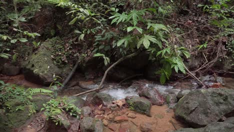 Mountain-stream-river-flowing-in-rainforest