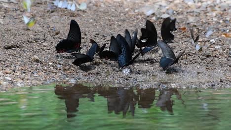 Gentle-water-ripples-reflecting-the-rabble-of-Common-Mormon,-Papilio-polytes-romulus,-fluttering-and-puddling-on-the-river-bank-in-Thailand,-Southeast-Asia
