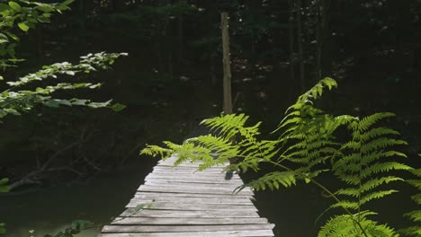 Wooden-footbridge-over-river-in-dark-forest-with-light-green-ferns-captured-by-sunlight,-slow-rising-shot-slow-motion