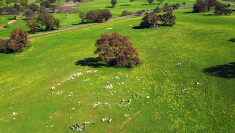 Grüne-Naturlandschaft-Entlang-Der-Landstraße-In-Der-Nähe-Von-Alice-Springs-In-New-South-Wales,-Australien