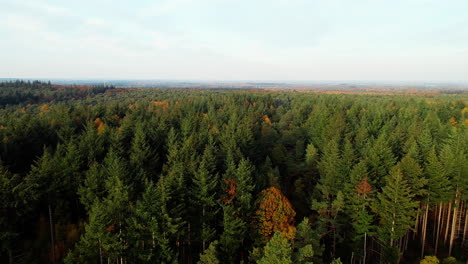 Green-And-Orange-Colored-Forest-During-Autumn-Season-In-Doorn,-Utrechtse-Heuvelrug,-Netherlands