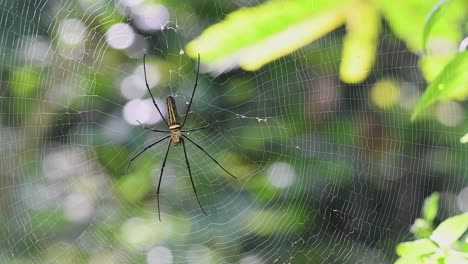 Close-up-shot-of-a-golden-silk-orb-weaver,-Nephila,-predatory-spider-waiting-patiently-on-cobweb-with-potential-prey-butterfly-flying-around-in-the-background,-Thailand-Asia