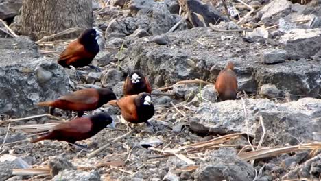 A-gang-of-black-headed-munia-or-chestnut-munia-forage-for-seeds-and-other-bird-food