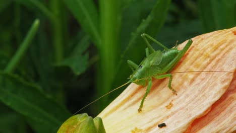 Common-Grasshopper-Sitting-On-Yellow-Petal-In-The-Garden