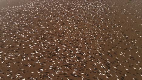 Drifting-away-Great-Egret-massive-flock-at-amazon-river-basin-aerial