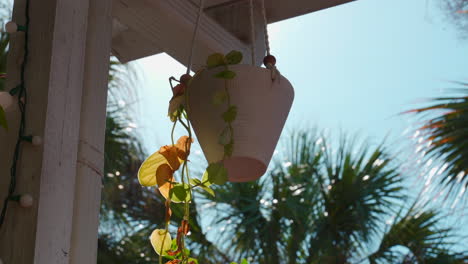 Florida-scene-of-a-hanging-vase-with-Scindapsus-Pictus-plant-and-some-palm-trees-in-the-background,-with-some-little-bugs-flying-around