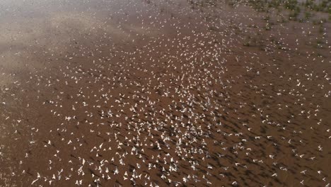 4K-Aerial-view-showing-hundred-white-birds-flying-over-sand-in-nature