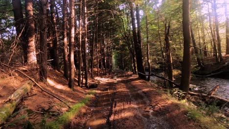 Walking-Pine-Forest-Hyper-Lapse-Zeitraffer-In-Den-Catskill-Mountains-Im-Sommer-Im-New-Yorker-Hudson-Valley