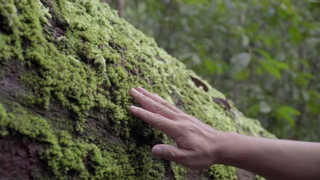 Male-hand-touching-softly-the-green-moss-on-the-fallen-tree-trunk-in-the-wild,-jungle,-forest,-tropical-rainforest