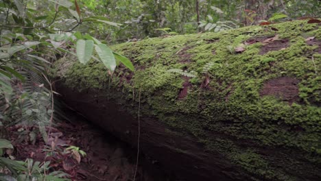 Moss-growing-on-fallen-tree-trunk-in-forest
