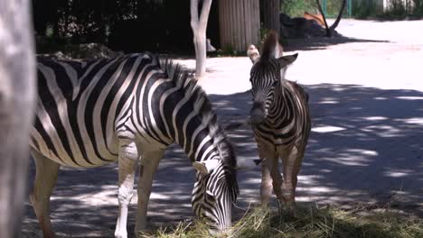 Vorsichtiges-Und-Neugieriges-Zebra,-Das-Stroh-Vom-Boden-Im-Freien-Frisst---Zeitlupe