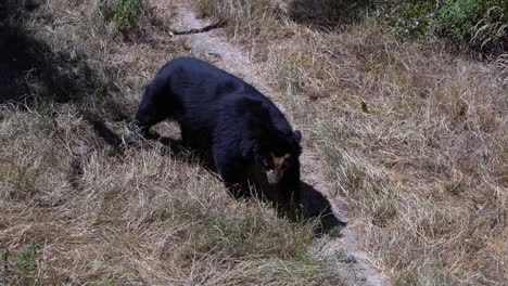 Spectacled-bear-walking-through-grassland-in-South-America