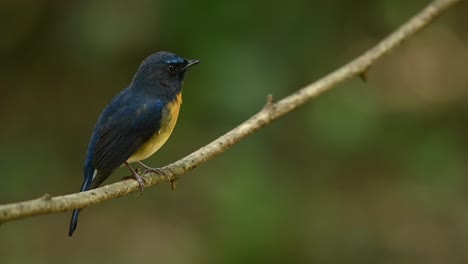 Small-passerine-bird,-Chinese-blue-flycatcher,-Cyornis-Glaucicomans,-perching-on-a-twig-and-turning-its-head-to-face-to-the-right-while-chirping-at-a-natural-forest-environment-in-Thailand,-Asia