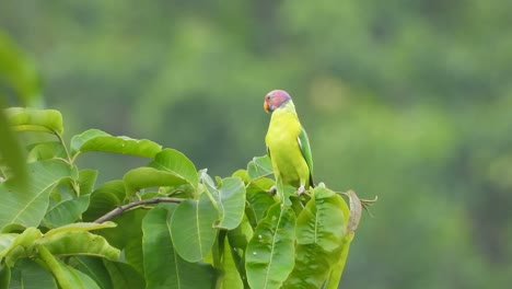 Parrot-in-jungle-tree-