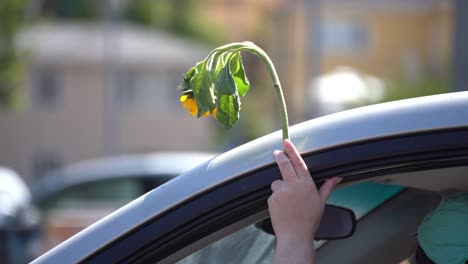 holding-a-sunflower-out-of-car-window