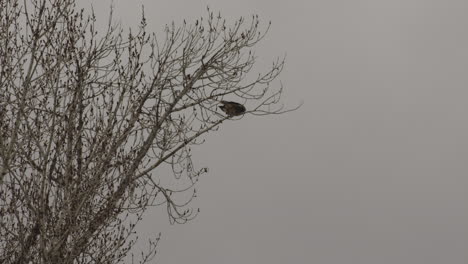 Red-tailed-Hawk-Perching-On-Bare-Tree-Then-Flew-Away-Near-Idaho,-USA---low-angle-shot