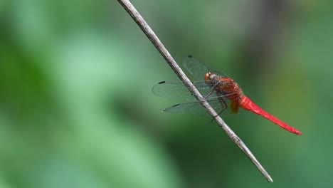 A-male-resting-Red-faced-Skimmer,-Orthetrum-Chrysis,-Dragonfly-was-knocked-off-by-another-to-fly-away-and-returns-to-its-perch-as-seen-in-a-tropical-forest,-Thailand,-Asia