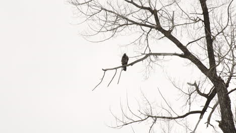 Bird-of-Prey-Perching-On-Branch-Of-A-Leafless-Tree