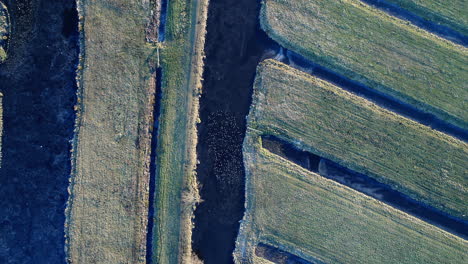 Flock-Of-Wild-Geese-Breeding-In-A-Frozen-Ditch-During-Wintertime-In-Stolwijk,-Krimpenerwaard,-Netherlands
