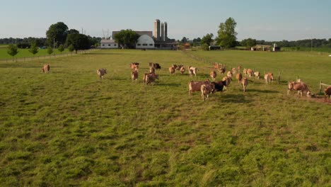 Brown-Swiss,-Jersey-cows,-cattle-in-pasture-meadow-by-American-farm-in-USA