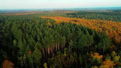 Beautiful-autumn-forest-of-Holland-with-green-and-golden-trees--Aerial