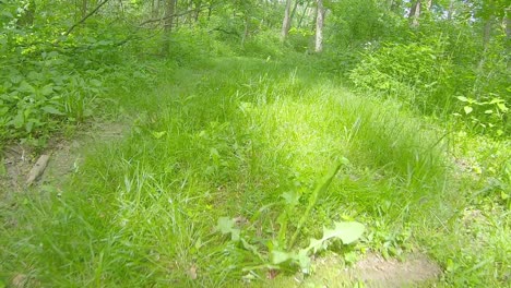 Low-angled,-POV-while-slowly-moving-along-overgrown-grassy-path-surrounded-by-woods-with-dappled-sunshine