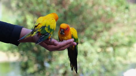 Close-up-shot-of-endangered-species,-golden-yellow-Sun-Conure,-Aratinga-solstitialis,-parakeets-pecking-seeds-from-a-woman's-hand-with-green-bokeh-background-at-a-bird-park,-Thailand,-Southeast-Asia