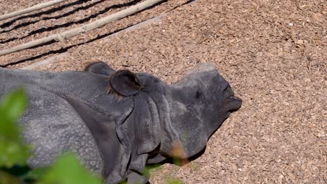 Rinoceronte-Al-Que-Le-Falta-El-Cuerno-Durmiendo-Tranquilamente-Afuera