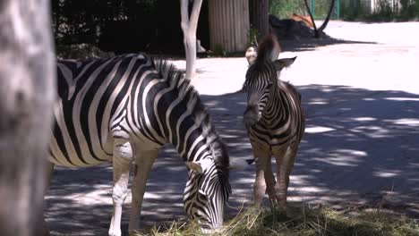 Vorsichtiges-Und-Neugieriges-Zebra,-Das-Stroh-Vom-Boden-Im-Freien-Isst