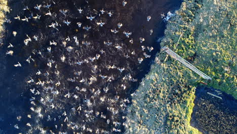 Ein-Vogelschwarm,-Der-Sich-Am-Graben-Ernährt,-Fliegt-Dann-In-Stolwijk-In-Den-Niederlanden-Davon